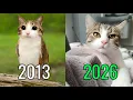 What Happened to These Legendary Cat Memes