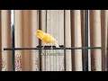 Download Lagu Suara Kenari Kuning yang Mengagumkan | Lagu Pelatihan Burung Kenari