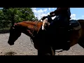 Hank sells at Dixie Horse Auction in Troutman NC - November 28th and 29th