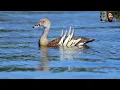 Presentation: Birding in Papua New Guinea