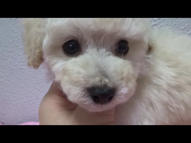 動画