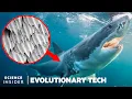 How Shark Scales Unique Design Could Stop Bacteria Spread Evolutionary Tech