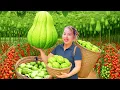 Download Lagu Harvesting giant chayote garden and bring them to the market to sell, cooking porridge to eat