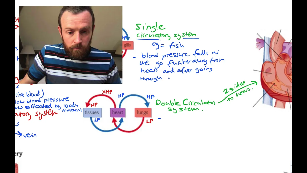Circulatory Systems (OCR A Level Biology 3.2)
