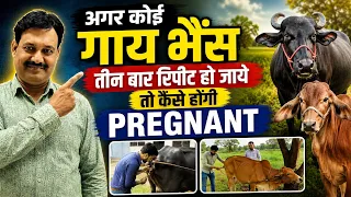 तीन बार की रिपीट 👉 कैसे होंगी PREGNANT 👉🏻 गाय भैंस गाभिन कैसे करें