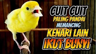 Download Paling PANDAI Memancing kenari lain ikut bunyi CUIT CUIT Ngerol,pancingan kenari paud belajar bunyi MP3