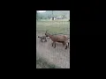 Goat Lice Treatment Tractor Supply