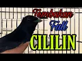Download Lagu MURAI BATU  ISIAN FULL CILILIN RAPAT ..