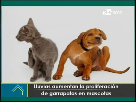 Lluvias aumentan la proliferación de garrapatas en mascotas