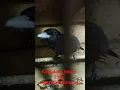 Download Lagu Kepodang hitam 200k abadibirdcibinong25 Juli 2023