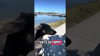 #fyp #dream #pets #doberman #vlog