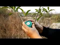 Grafting Tape Nursery Stretchable Gardening Tape Garden Bind Tape