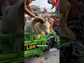 Download Lagu Kedatangan Hewan Qurban Kambing Desa Bodelor 2024