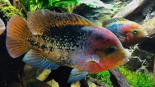 Download THESE FISH ARE BEAUTIFUL!! Cichlid tank scape MP3