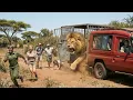Lagu Incredible Safari Moments Caught on Camera That Will Leave You Speechless