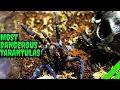 Download Lagu Top 10 meest defensieve vogelspinnen!