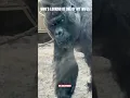 Download Lagu #Silverback Gorilla leader #Lowland #Monkey #chimpanzee #chimpansee #ape #aap #Artis dierentuin zoo