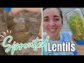 Making Chicken Feed Sprouted Lentils Fodder