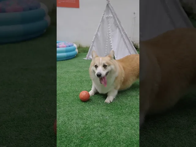 MOMOVIDA ของเล่นสุนัข ลูกบอลสุนัข