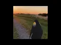 Penguin staring off into the sunset