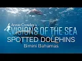 Download Lagu Bahama Dolphins Relaxing Music by Ocean Annie Crawley
