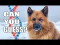German Shepherd Rescue Dogs Get DNA Tested - You won t believe the results