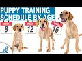 Your Complete Puppy Training Schedule By Age