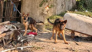 Rescuing two German Shepherds From a Life in Chains | Dog Rescue Shelter
