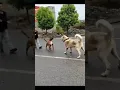 Download Lagu Pitbull vs Alabai🔥 Most aggressive fight ever😱😱😱 #dogs