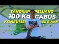 Download Lagu Budidaya Ikan Gabus dalam Skala Besar; Belajar dari Kegagalan Sukses jadi Ladang Usaha ‼️