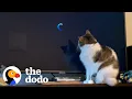 Download Lagu This Cat's Obsessed With One Movie | The Dodo Cat Crazy