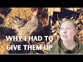 Download Lagu E68 Taming My Garden (and Chicken Sadness)
