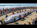 Lagu Giant Oarfish from the Deep Sea - Leviathan’s Journey from the Abyss to the Ship
