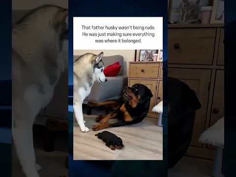 Husky Father Does The Right Thing ❤️