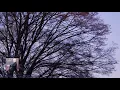 Chopin : Nocturne No.1 in B-Flat Minor, Op.9, No.1 / Rubinstein 1965