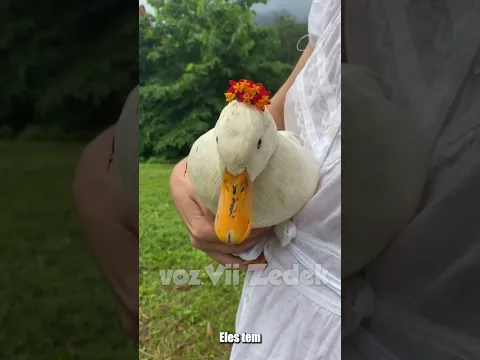 Bichinhos que nos entendem -patinhos de chapeuzinho