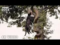 WILD AMAZON Mysterious Predators Yet To Be Known Nature Animal Documentary