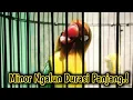 Download Lagu Minor Istimewa.! Masteran Lovebird Konslet Minor, Solusi Agar Lovebird Kalian Cepat Dobelan