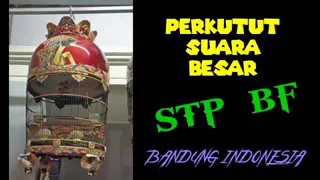 Download PERKUTUT SUARA BESAR BANYAK DI BURU PENGHOBI DAN PETERNAK THAILAN MP3