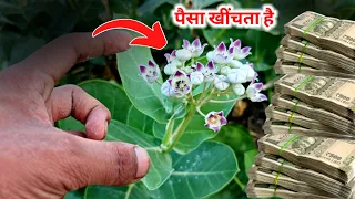 मदार का पौधा शुभ होता है या अशुभ? जानिए पूरी सच्चाई |