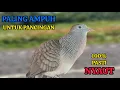 Download Lagu PANCINGAN PERKUTUT LOKAL GACOR DIJAMIN AMPUH BIKIN PERKUTUT LOKAL BUNYI SEMUA