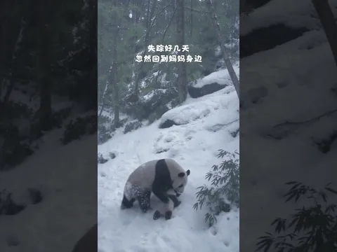 天氣忽降大雪，熊貓媽媽去野外找喫的，回來後發現小糰子不見了，三天後，小傢伙竟奇蹟般地找到了媽媽～ #野生大熊貓 #萬物皆有靈性 #動物也有愛 #母愛