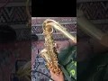 Download Lagu waiting in vain ; Tenor Saxophone; Bob Marley Cover