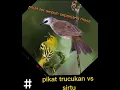 Download Lagu Pikat trucukan vs sirtu ter ampuh sepanjang masa