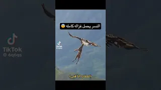 العقاب الذهبي يحمل غزاله ويطير بيها Eagles نادي الصقار المصري 