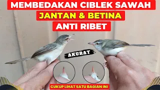 Download CARA MEMBEDAKAN CIBLEK SAWAH JANTAN \u0026 BETINA ANTI RIBET❗CUKUP LIHAT 1 BAGIAN INI❗ MP3