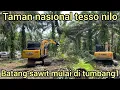 Lagu KE TAMAN NASIONAL TESSO NILO MENTRI KEHUTANAN TUMBANG1 BATANG SAWIT