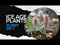 Plant adaptations to cold from the ice age to the Arctic tundra