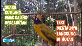 Download BURUNG KUTILANG EMAS SALING BERSAHUTAN | TEST MENTALNYA LANGSUNG DI HUTAN MP3