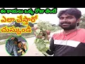 Download Lagu అపట్లో ఈ మొక్క కాయ ఆకు ఎందుకు తింటారో తెలిస్తే మీకు పండగే / If you  plant's leaves and fruits eaten